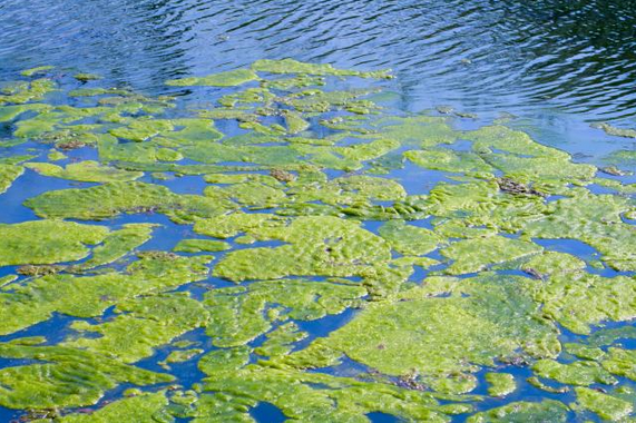 Eutrophication
