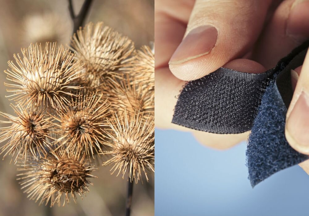 Biomimicry