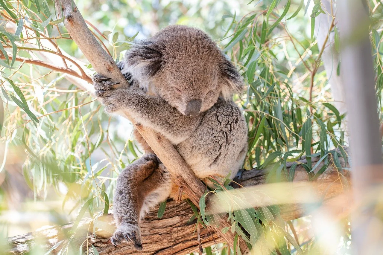 Arboreal