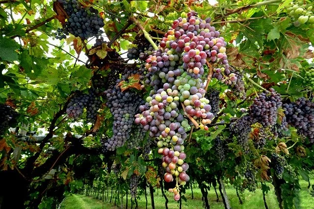 Abundance