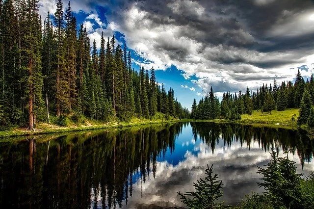 Afforestation