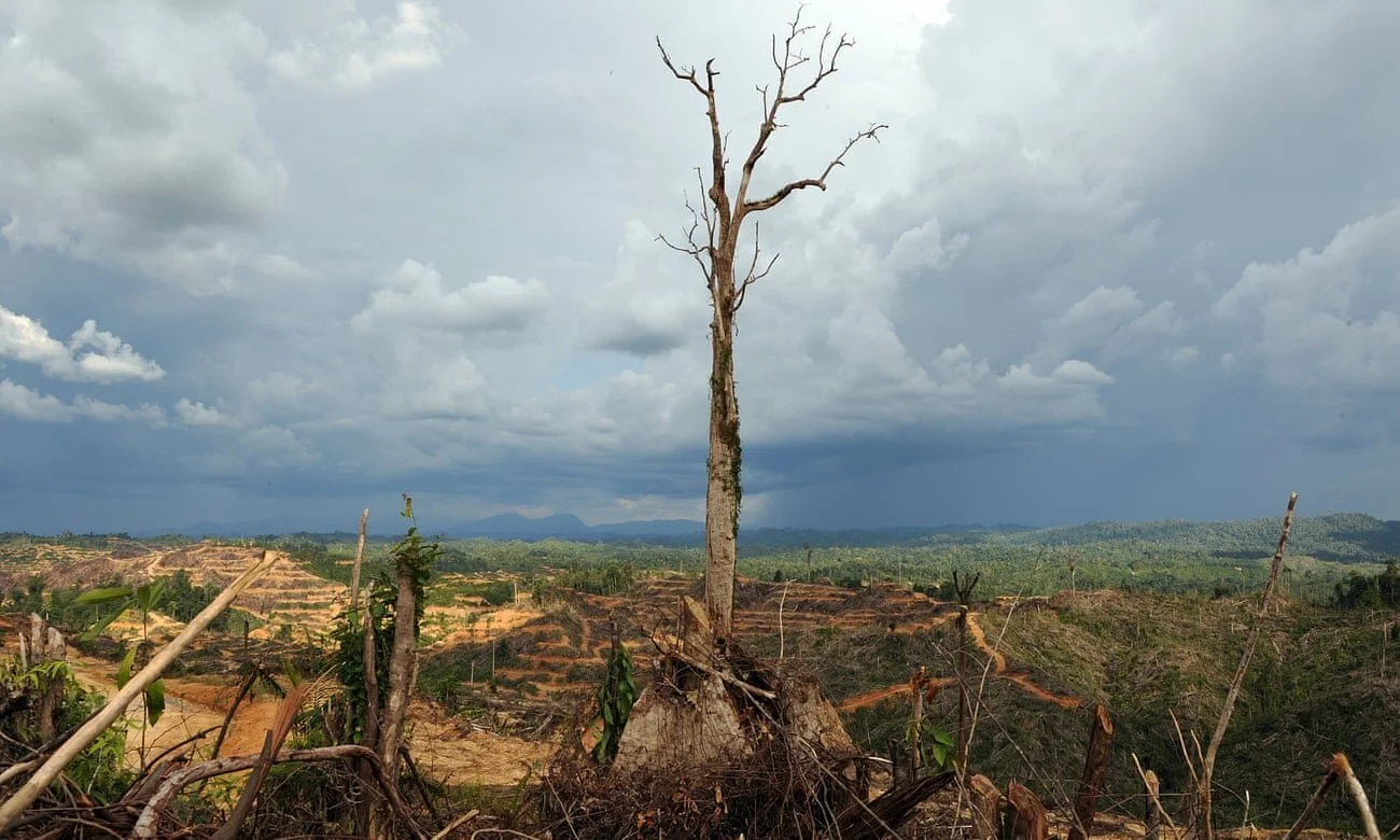 Coronavirus: 'Nature is sending us a message’, says UN environment chief