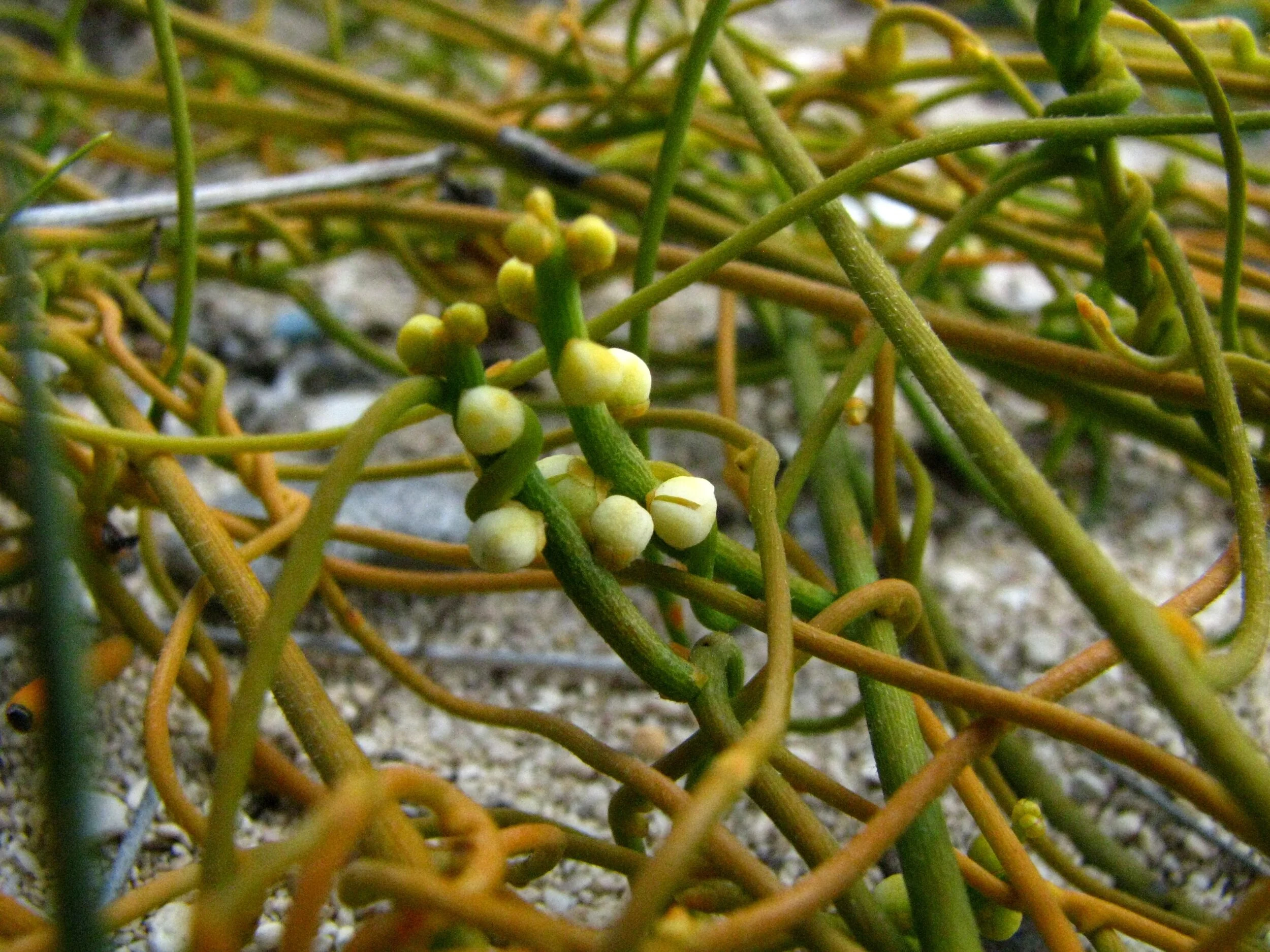 Cassytha Cassytha filiformis — THE GREEN INSTITUTE