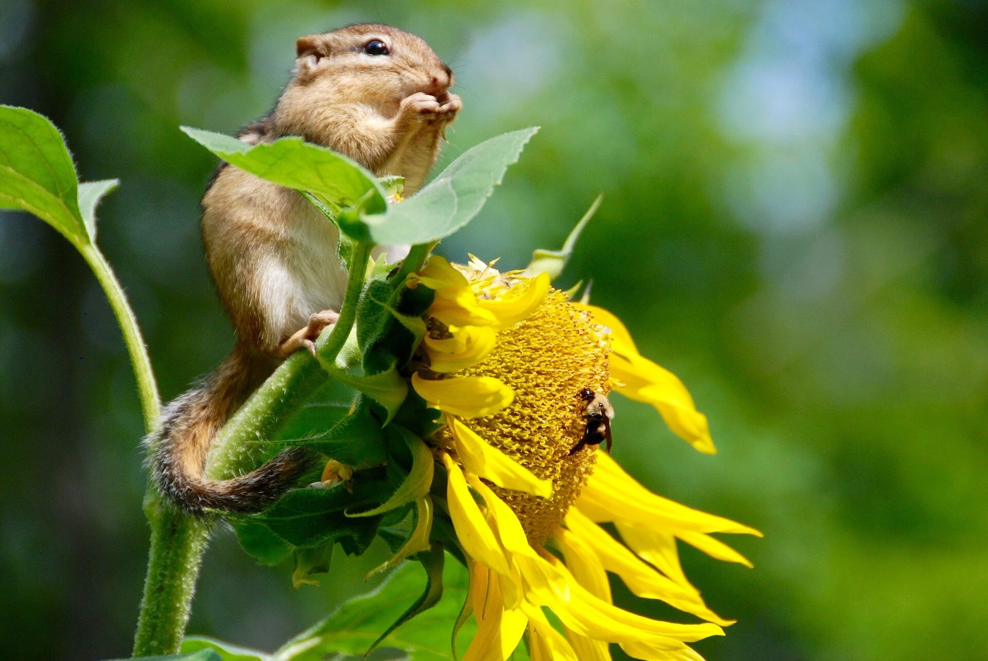 chipmunk-3628623_1920.jpg