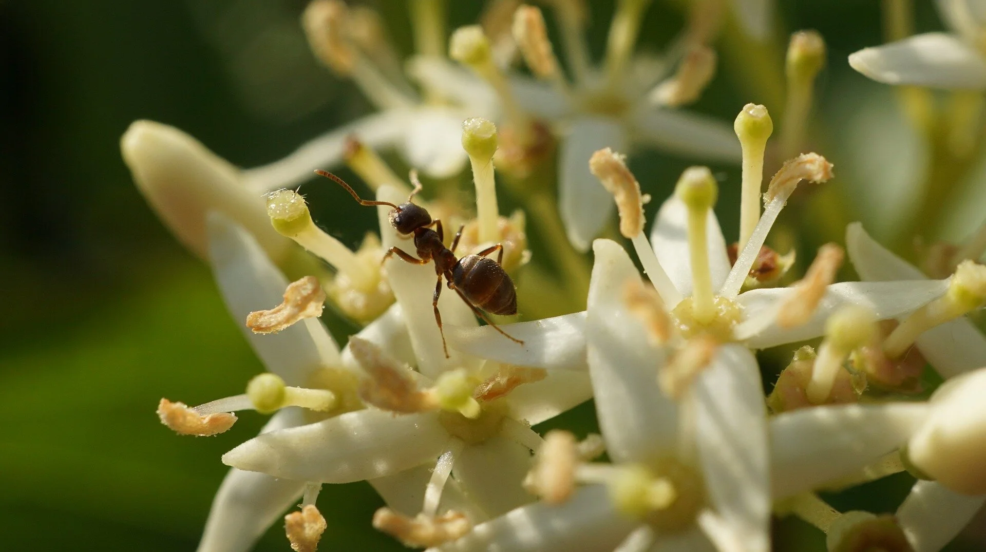 ant-5166059_1920.jpg