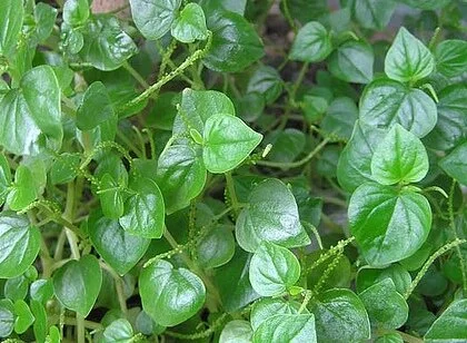 Peperomia pellucida 