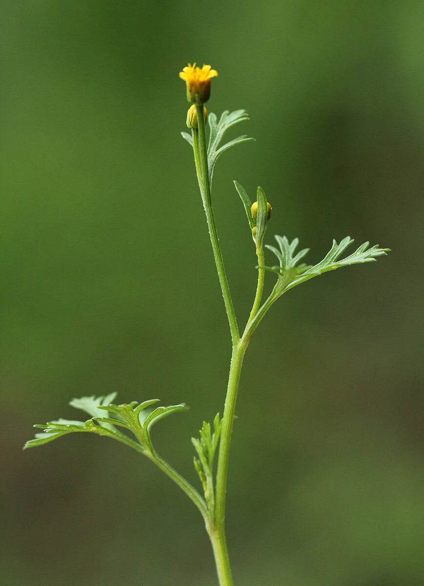Chrysanthellum indicum