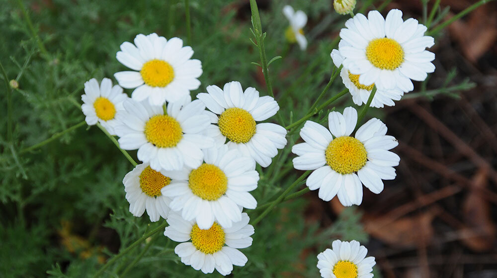 Chrysanthemum cinerariaefolium