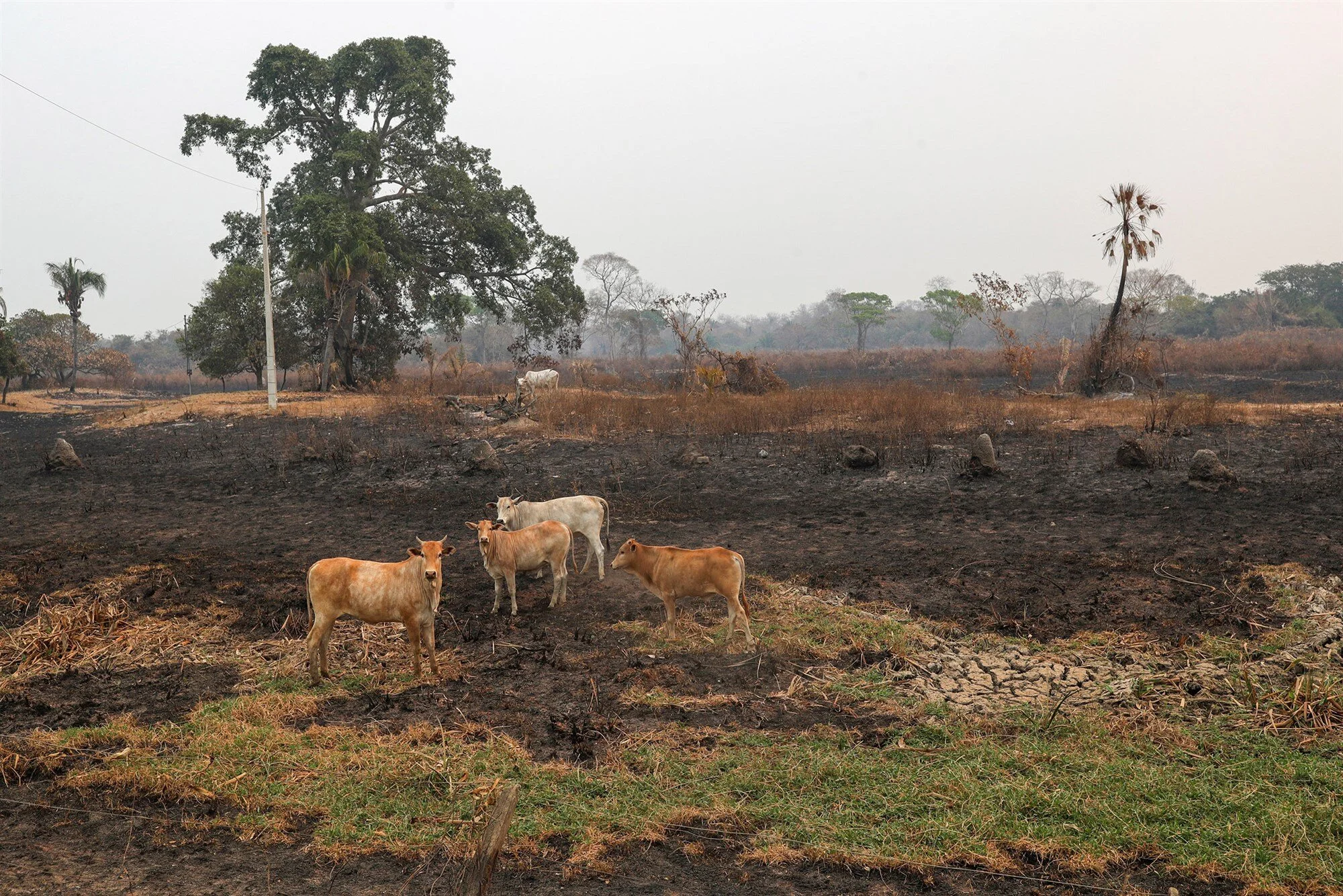 Humans wiping out wildlife at an 'unprecedented' rate, WWF report finds