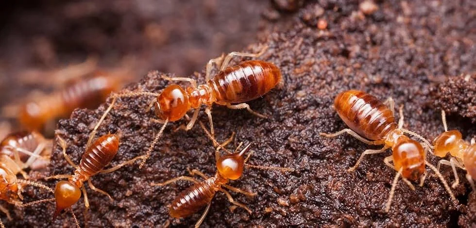 How the intricacy of termite nests inspired the design of a Swedish school