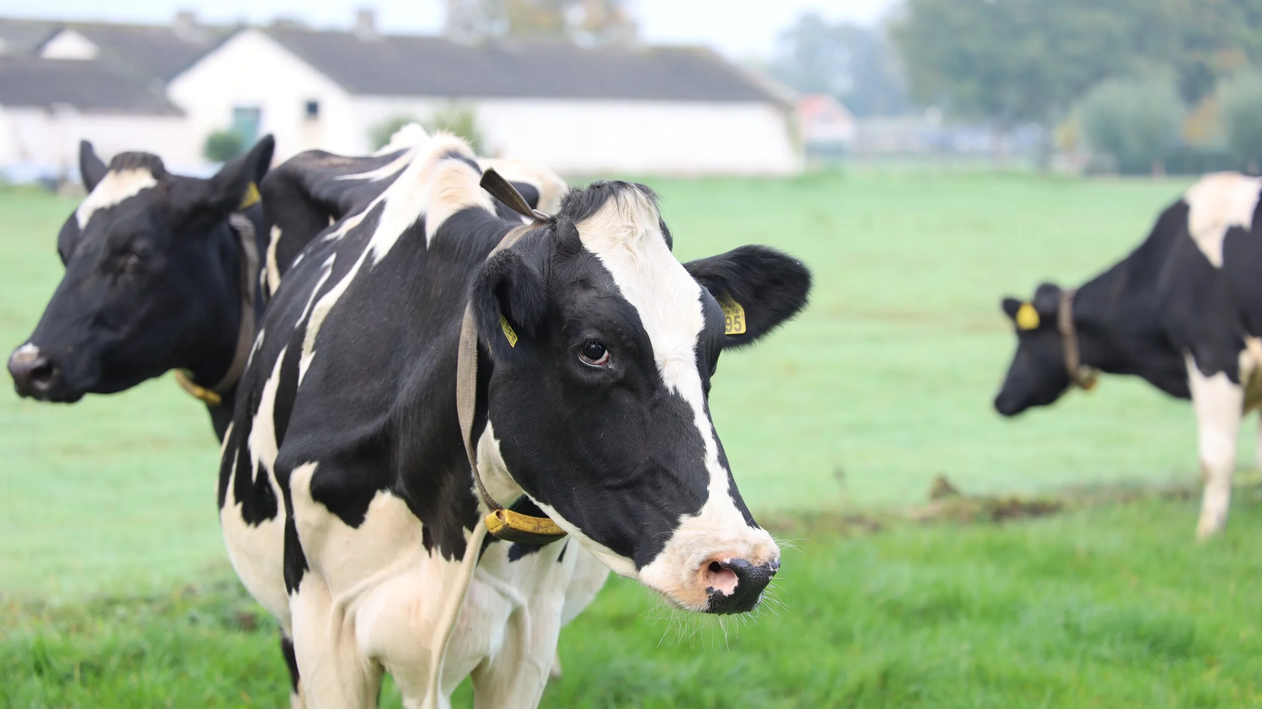 UK health professions call for climate tax on meat