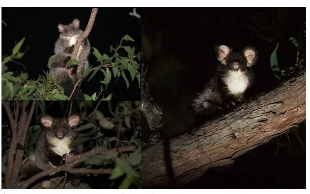 Two new greater glider species discovered: 'Australia’s biodiversity just got a lot richer'