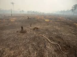        Scientists unravel how and why Amazon trees die