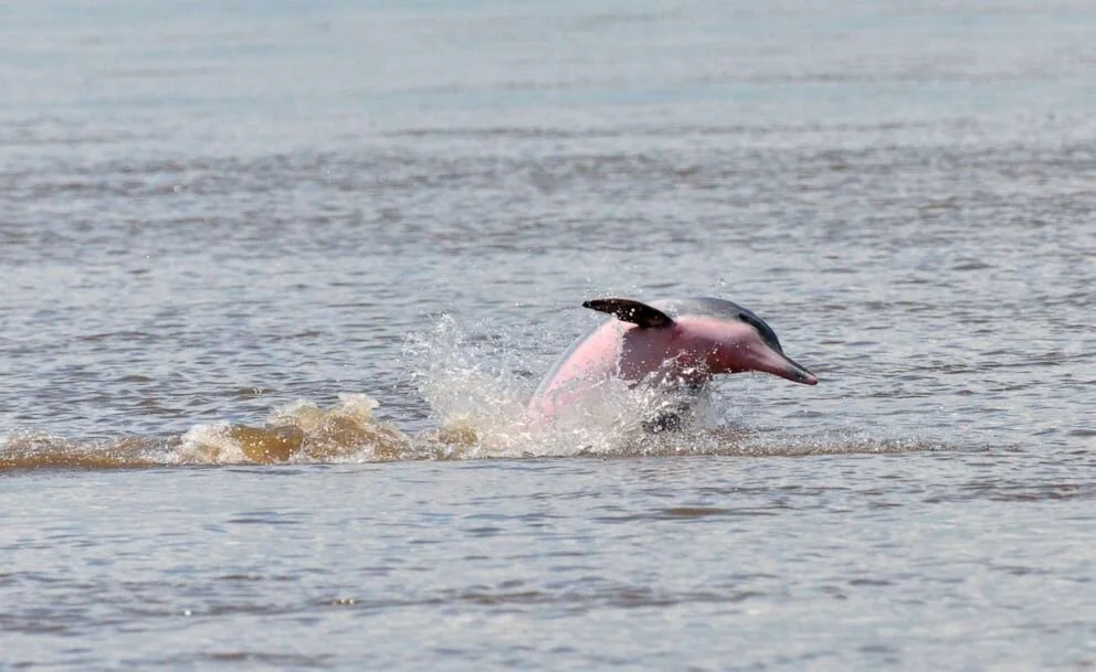 31 species now extinct, according to ICUN's Red List of threatened species