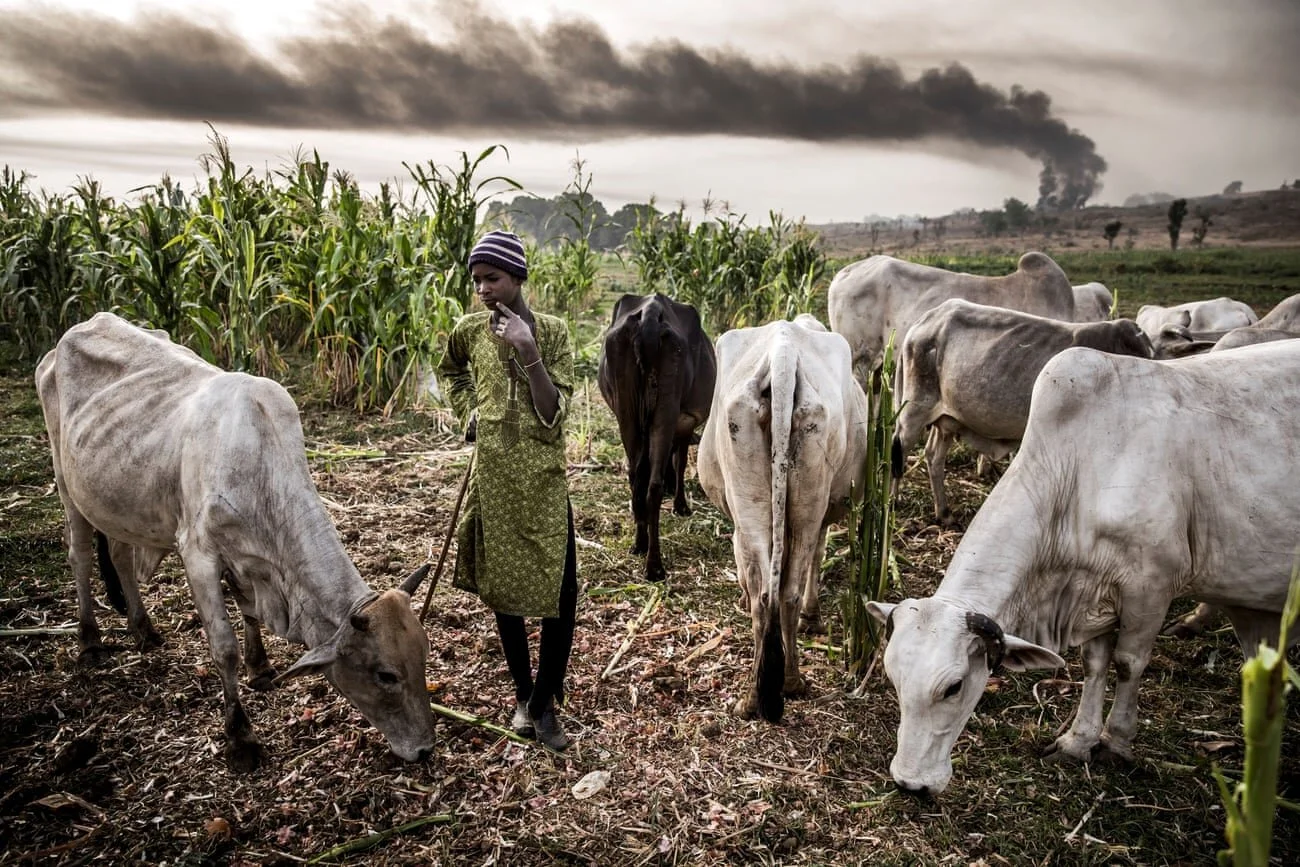 Nigeria cattle crisis: how drought and urbanisation led to deadly land grabs