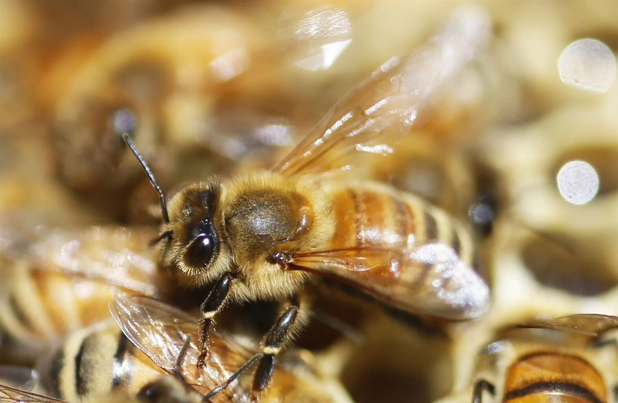 Scientists decry death by 1,000 cuts for world’s insects