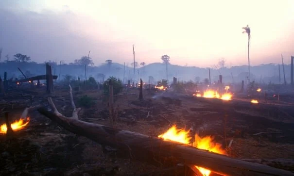 Economics' failure over destruction of nature presents ‘extreme risks’