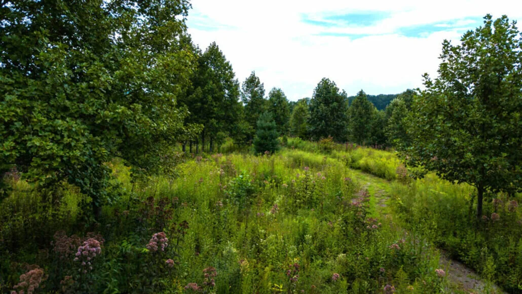 ‘Green’ burials are slowly gaining ground among environmentalists