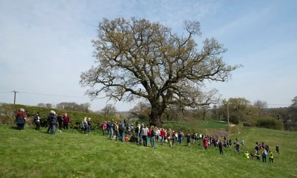 Activists fight to save 550-year-old oak threatened by new Shrewsbury road