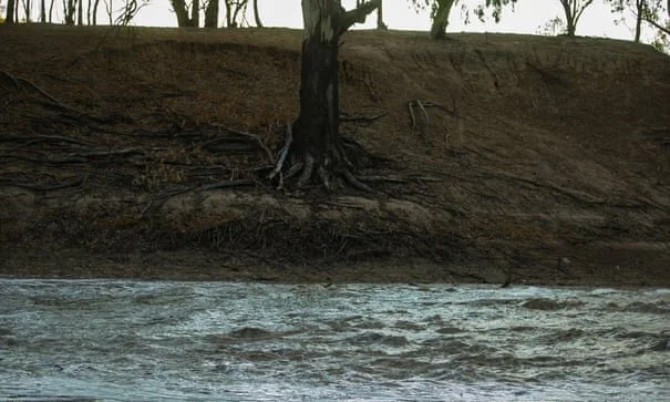 Trillions of litres of water released into Murray-Darling fails to help threatened species, research finds