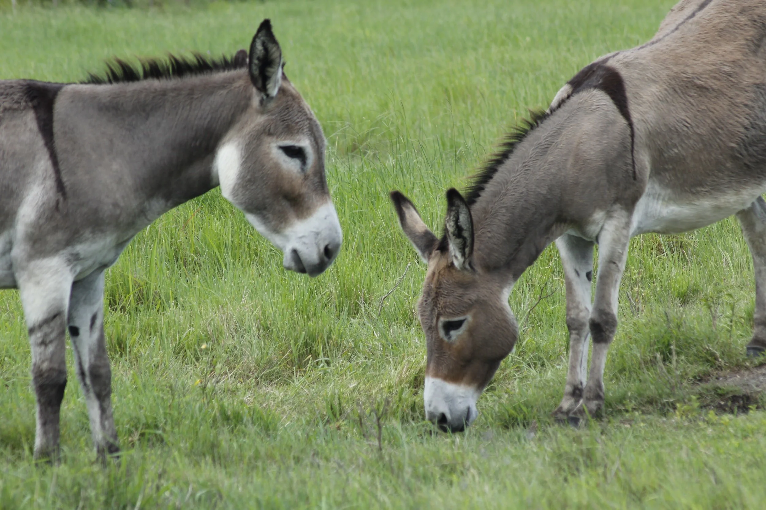 Donkeys to help re-establish rare wild flower in Devon