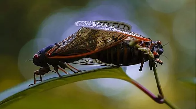 Brood X cicadas in 2021: Why do they appear only every 17 years? Do they bite? What's the Brood X cicadas map?