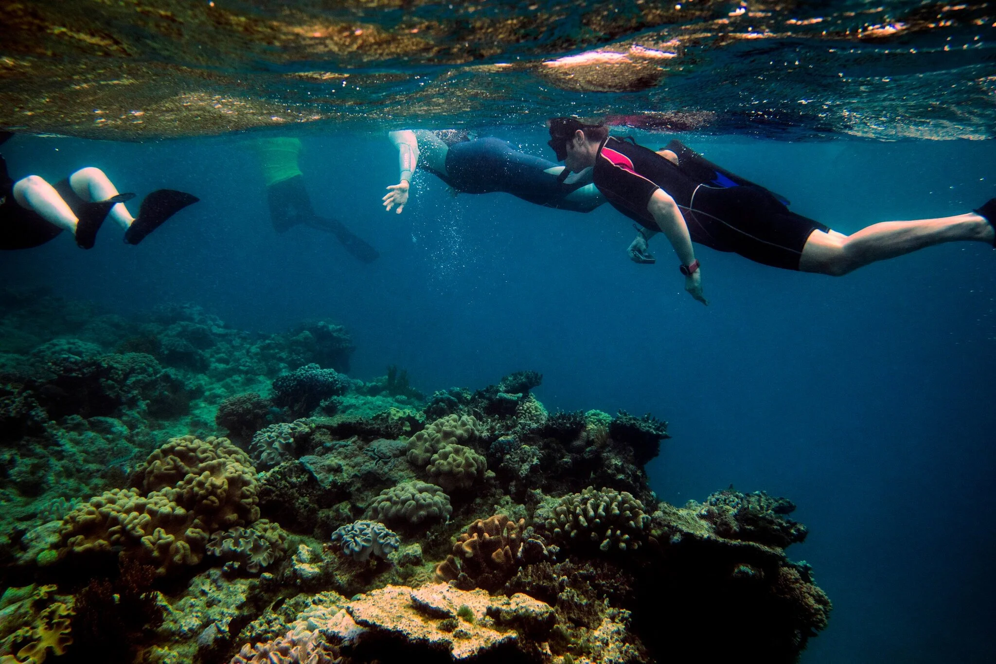 U.N. Says Great Barrier Reef Is ‘in Danger.’ Australia Bitterly Disagrees