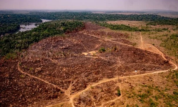 Deforestation in Brazilian Amazon hits highest annual level in a decade