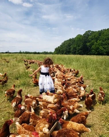 'How is it sustainable if only 1% can afford your food?’: the man on a quest to change farming