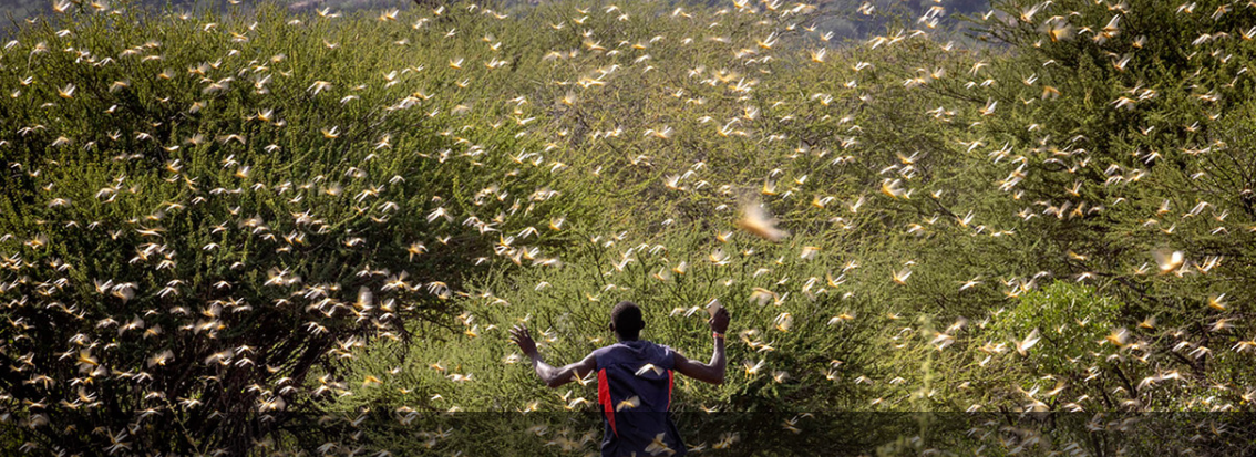 From locusts to cyclones: the human cost of interlinked disasters