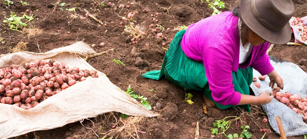 Decades of development efforts undermined by pandemic – FAO report 