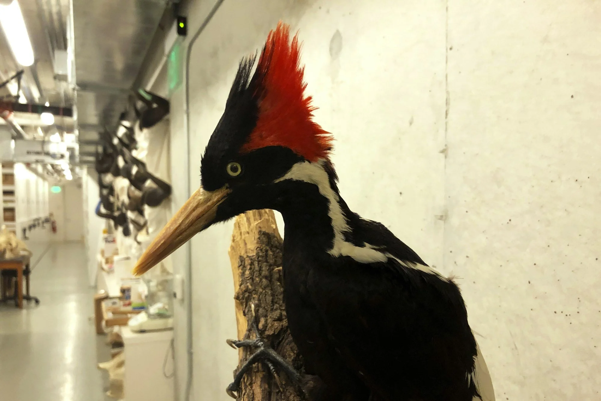 Ivory-billed woodpecker, more than 20 other species declared extinct by U.S. government 
