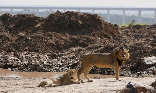 Halt destruction of nature or risk ‘dead planet’, leading businesses warn