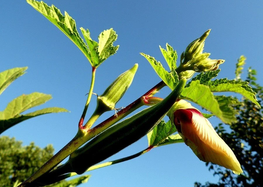 Abelmoschus esculentus