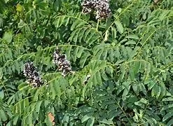 Dalbergia lactea