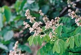 Dalbergia saxatilis
