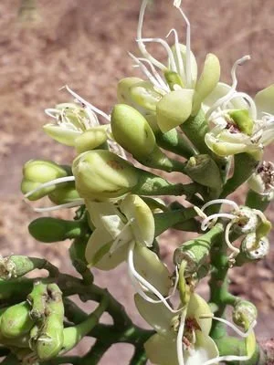 Daniellia thurifera