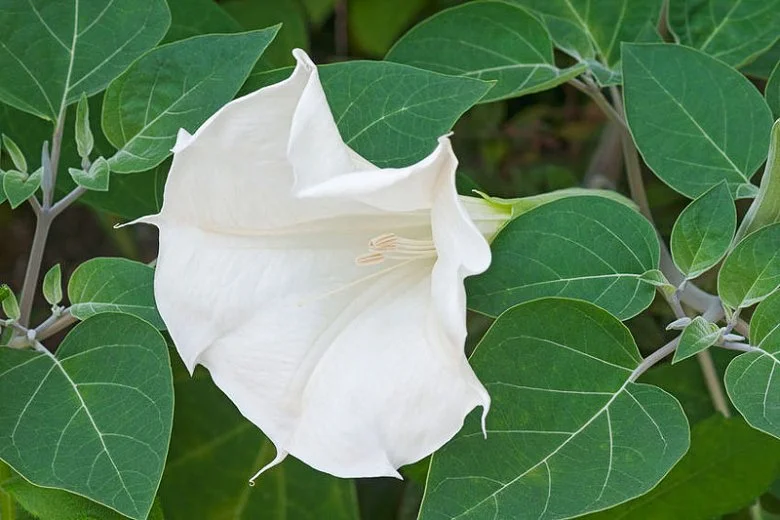Datura metel  