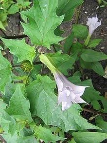 Datura stramonium 