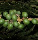 Deinbollia pinnata  
