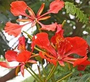Delonix regia