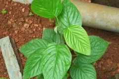 Desmodium gangeticum
