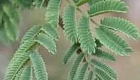 Dichrostachys cinerea 