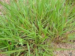 Digitaria horizontalis