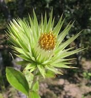 Dicoma sessiliflora