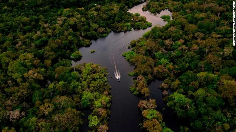  Crucial tropical forests were destroyed at a rate of 10 soccer fields a minute last year