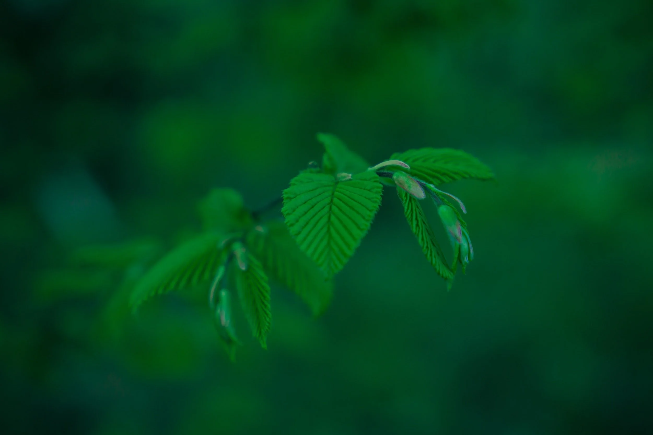 unsplash-image-Zqn2HtQoe6s.jpg