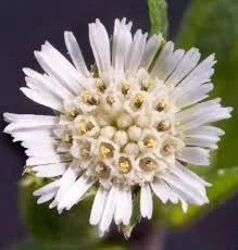 Eclipta prostrata
