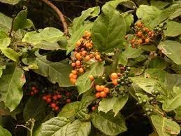 Ehretia cymosa