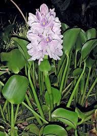 Eichhornia crassipes